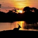 A peaceful silhouette of a deer by the water at sunset, highlighting natural beauty and tranquility.
